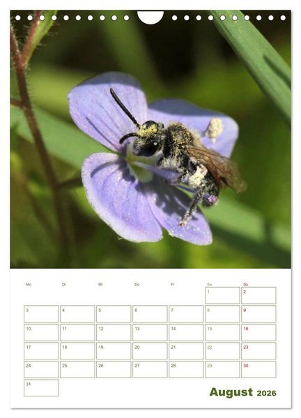 Produktbild: Wildbienen-Terminplaner 2026 (Wandkalender 2026 DIN A4 hoch), CALVENDO Monatskalender