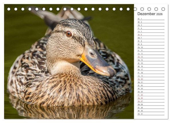Produktbild: Emotionale Momente: Die Stockente. (Tischkalender 2026 DIN A5 quer), CALVENDO Monatskalender