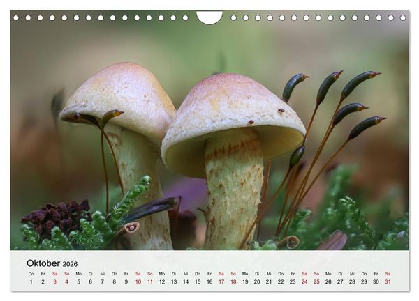 Produktbild: Verborgene Wunder (Wandkalender 2026 DIN A4 quer), CALVENDO Monatskalender
