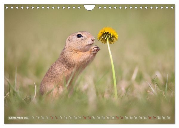Produktbild: Zauberhafte Ziesel (Wandkalender 2026 DIN A4 quer), CALVENDO Monatskalender