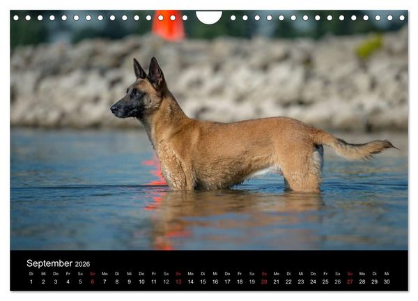 Produktbild: Belgischer Sch&auml;ferhund - Der Malinois in Action (Wandkalender 2026 DIN A4 quer), CALVENDO Monatskalender