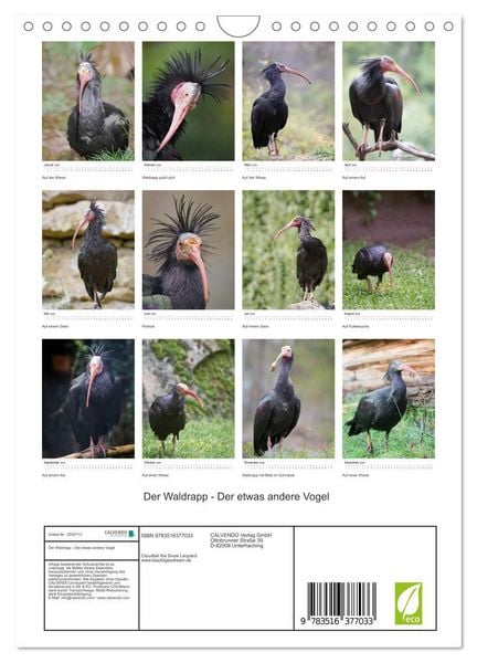 Produktbild: Der Waldrapp - Der etwas andere Vogel (Wandkalender 2026 DIN A4 hoch), CALVENDO Monatskalender