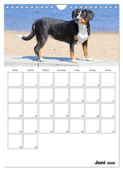 Produktbild: Entlebucher Sennenhunde begleiten Sie durch das Jahr (Wandkalender 2026 DIN A4 hoch), CALVENDO Monatskalender