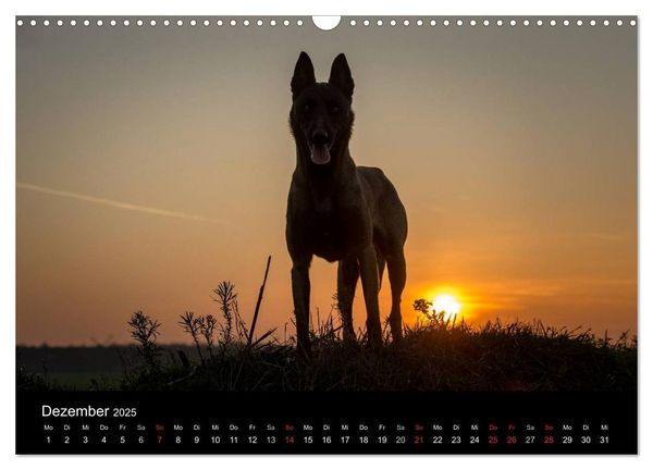 Belgische Schäferhunde - Der Malinois im Licht (Wandkalender 2025 DIN A3 quer), CALVENDO Monatskalender