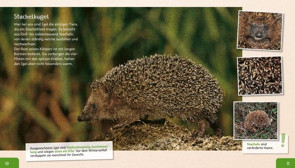 Produktbild: Meine große Tierbibliothek: Der Igel