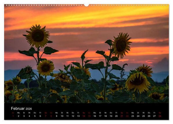 Produktbild: Blumen der Sonne (Wandkalender 2026 DIN A2 quer), CALVENDO Monatskalender
