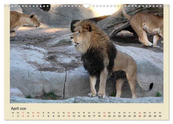 Produktbild: L&ouml;wen im Tierpark Hagenbeck (Wandkalender 2026 DIN A3 quer), CALVENDO Monatskalender