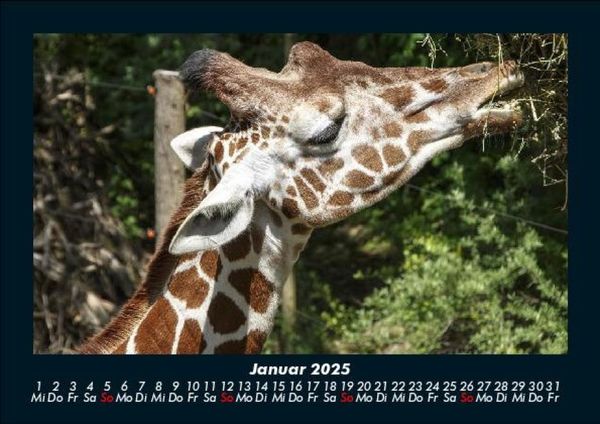 Produktbild: Tierkalender 2025 Fotokalender DIN A5