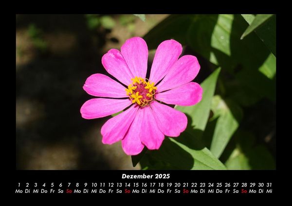Produktbild: Blumentr&auml;ume 2025 Fotokalender DIN A3