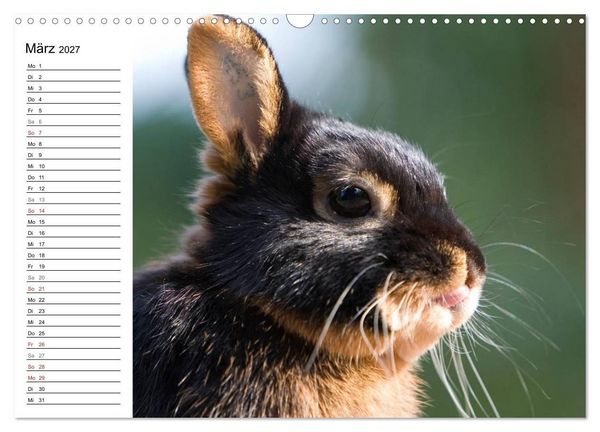 Produktbild: Kaninchen - knuddelige Hausgenossen (Wandkalender 2027 DIN A3 quer), CALVENDO Monatskalender