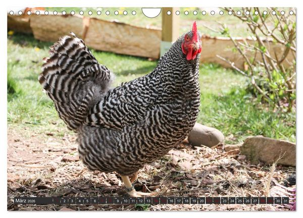 Produktbild: H&uuml;hner im eigenen Garten (Wandkalender 2026 DIN A4 quer), CALVENDO Monatskalender