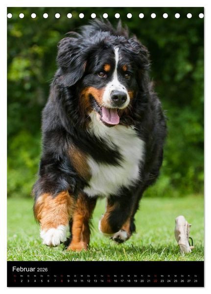 Produktbild: Berner Sennenhund 2026 (Tischkalender 2026 DIN A5 hoch), CALVENDO Monatskalender