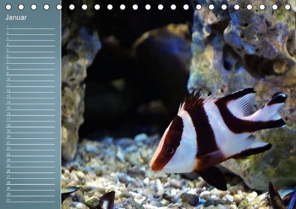 Produktbild: Bunte Riffbewohner - Fische, Anemonen und noch viel mehr (Tischkalender immerw&auml;hrend DIN A5 quer)