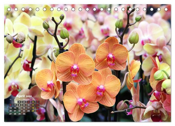 Produktbild: Pr&auml;chtige Orchideen (Tischkalender 2026 DIN A5 quer), CALVENDO Monatskalender