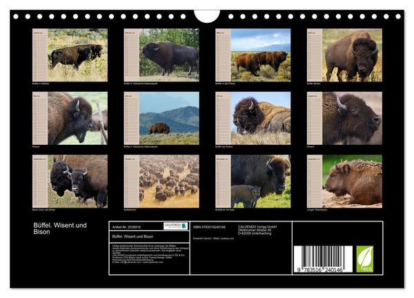 Produktbild: B&uuml;ffel. Wisent und Bison (Wandkalender 2026 DIN A4 quer), CALVENDO Monatskalender
