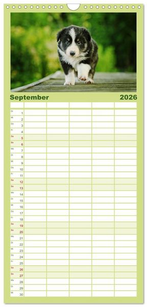 Produktbild: Familienplaner 2026 - Der Bordercollie-Kalender mit 5 Spalten (Wandkalender, 21 x 45 cm) CALVENDO