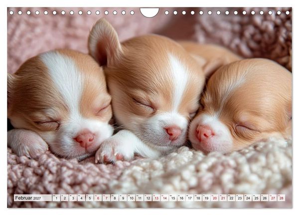 Produktbild: Niedliche Chihuahuas (Wandkalender 2027 DIN A4 quer), CALVENDO Monatskalender