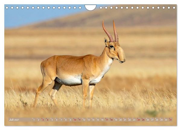 Produktbild: Antilopenzauber (Wandkalender 2027 DIN A4 quer), CALVENDO Monatskalender