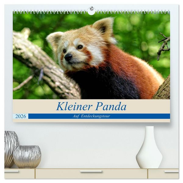 Produktbild: Kleiner Panda auf Entdeckungstour (hochwertiger Premium Wandkalender 2026 DIN A2 quer), Kunstdruck in Hochglanz