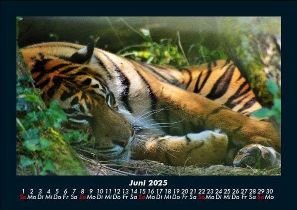 Produktbild: Tiger 2025 Fotokalender DIN A5
