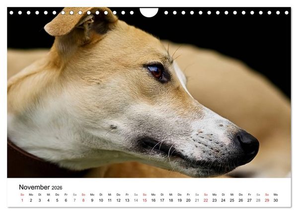 Produktbild: Mein Hundekalender 2026 (Wandkalender 2026 DIN A4 quer), CALVENDO Monatskalender