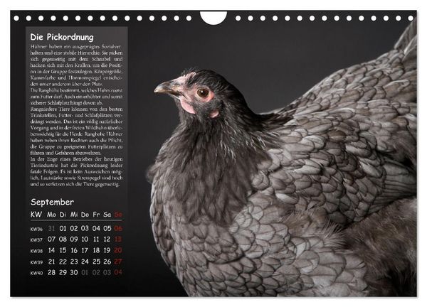 Produktbild: Von der Einzigartigkeit der H&uuml;hner 2026 (Wandkalender 2026 DIN A4 quer), CALVENDO Monatskalender