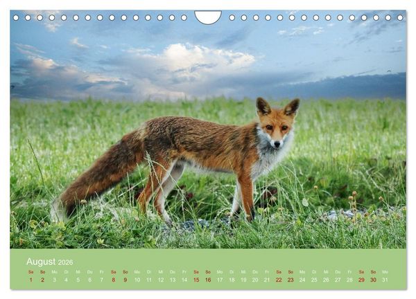 Produktbild: Augen auf - versteckte Tierwelt (Wandkalender 2026 DIN A4 quer), CALVENDO Monatskalender