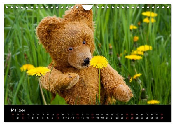 Produktbild: Teddy Basse, Fortsetzung... (Wandkalender 2026 DIN A4 quer), CALVENDO Monatskalender