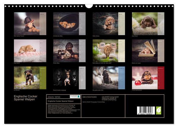 Produktbild: Englische Cocker Spaniel Welpen (Wandkalender 2026 DIN A3 quer), CALVENDO Monatskalender