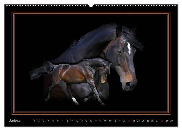 Produktbild: Traumpferde-ART-Collection (hochwertiger Premium Wandkalender 2026 DIN A2 quer), Kunstdruck in Hochglanz