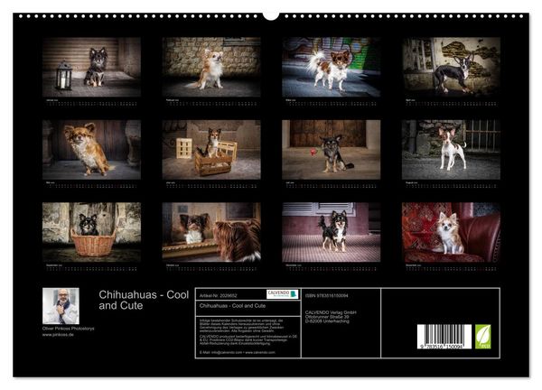 Produktbild: Chihuahuas - Cool and Cute (hochwertiger Premium Wandkalender 2026 DIN A2 quer), Kunstdruck in Hochglanz
