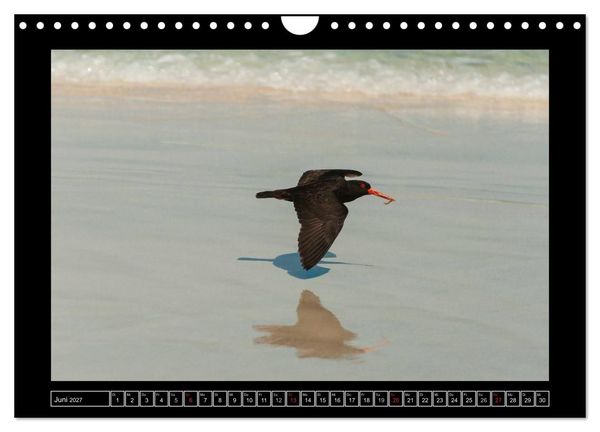 Produktbild: V&ouml;gel von "Down Under" Australien (Wandkalender 2027 DIN A4 quer), CALVENDO Monatskalender