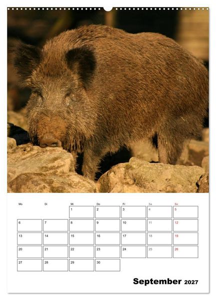 Produktbild: Der wildschweinische Terminplaner (hochwertiger Premium Wandkalender 2027 DIN A2 hoch), Kunstdruck in Hochglanz