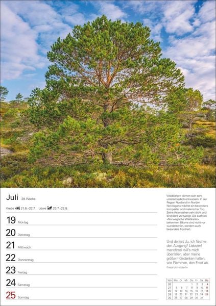 Produktbild: B&auml;ume Wochenplaner 2027 - 53 stimmungsvolle Fotografien