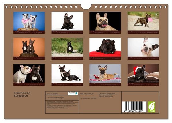 Produktbild: Franz&ouml;sische Bulldoggen (Wandkalender 2026 DIN A4 quer), CALVENDO Monatskalender