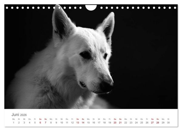 Produktbild: Hundeportraits Fine Art (Wandkalender 2026 DIN A4 quer), CALVENDO Monatskalender