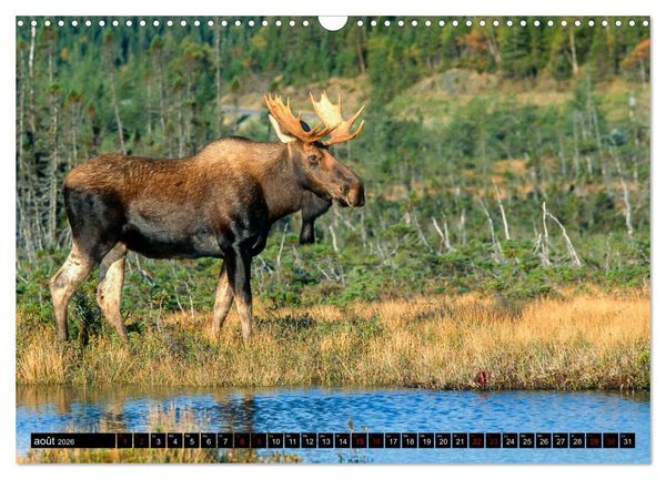 Produktbild: LE G&Eacute;ANT DES FOR&Ecirc;TS CANADIENNES (Calendrier mural 2026 DIN A3 vertical), CALVENDO calendrier mensuel