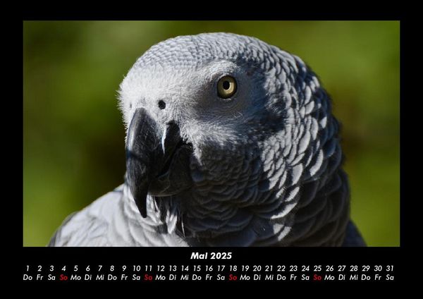 Produktbild: V&ouml;gel 2025 Fotokalender DIN A3