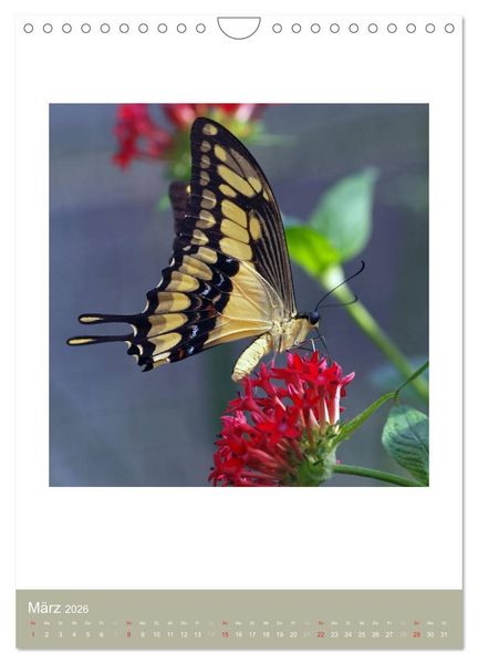 Produktbild: Artenvielfalt der Insekten (Wandkalender 2026 DIN A4 hoch), CALVENDO Monatskalender