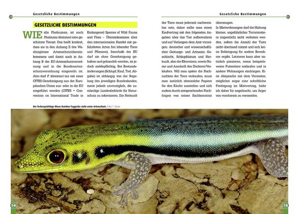 Der Blaue Bambus-Taggecko" online kaufen