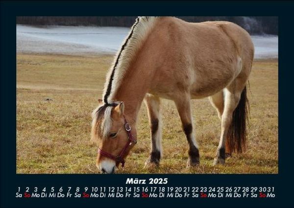 Produktbild: Pferdegefl&uuml;ster 2025 Fotokalender DIN A5