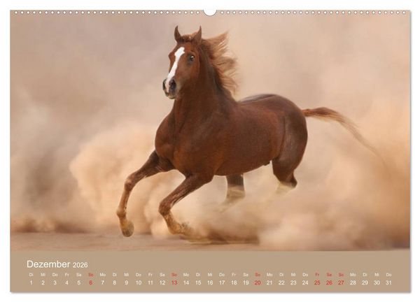 Produktbild: Pferde &bull; Araber im W&uuml;stensand (Wandkalender 2026 DIN A2 quer), CALVENDO Monatskalender