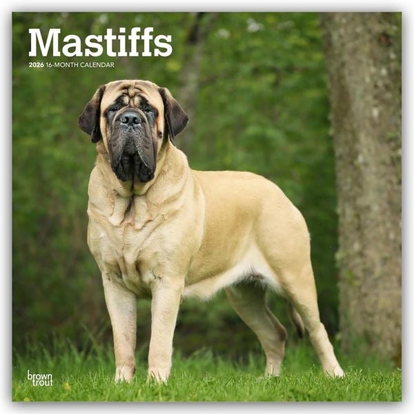 Produktbild: Mastiffs &ndash; Mastiff 2026 &ndash; 16-Monatskalender