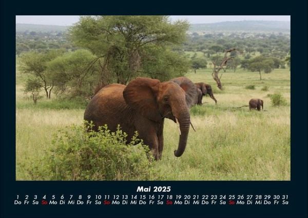 Produktbild: Der Elefantenkalender 2025 Fotokalender DIN A4