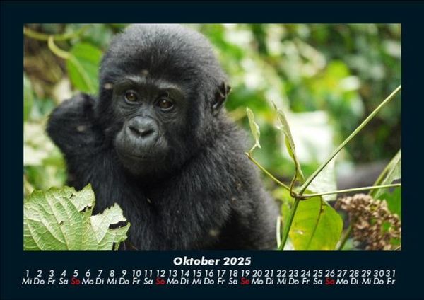 Produktbild: Welt der Affen 2025 Fotokalender DIN A5