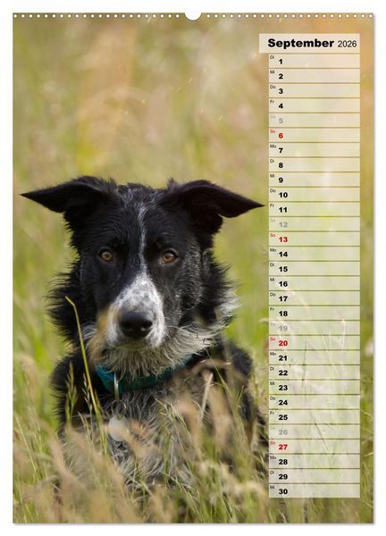 Produktbild: Mein Border Collie (hochwertiger Premium Wandkalender 2026 DIN A2 hoch), Kunstdruck in Hochglanz