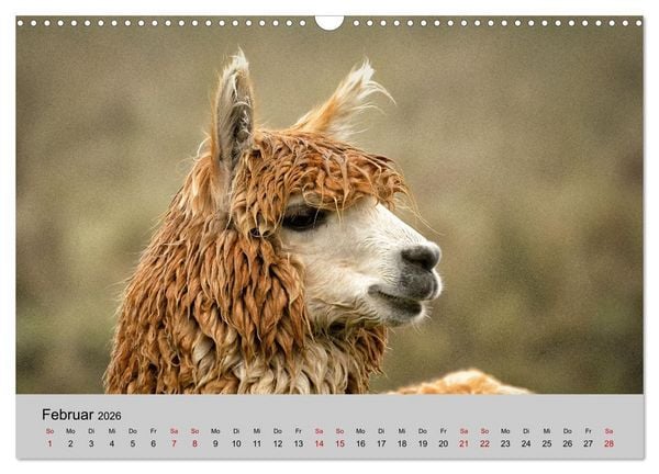 Produktbild: Unter Lamas und Alpakas (Wandkalender 2026 DIN A3 quer), CALVENDO Monatskalender