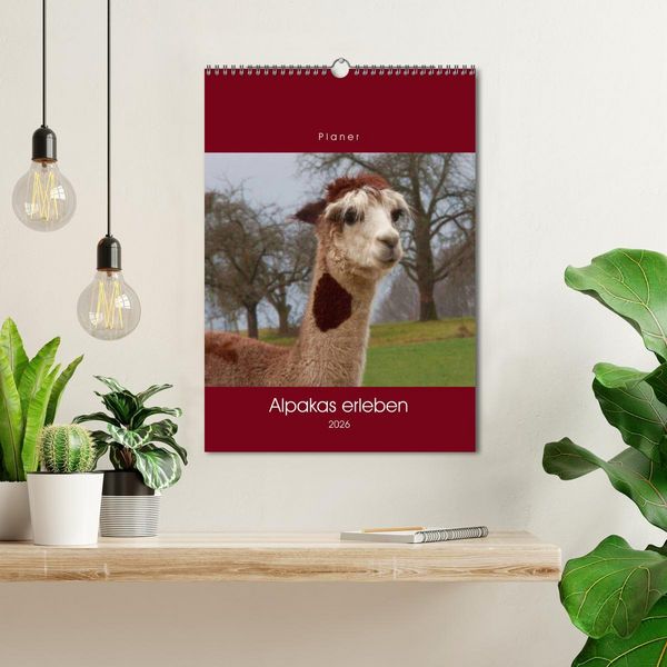 Produktbild: Alpakas erleben (Wandkalender 2026 DIN A3 hoch), CALVENDO Monatskalender