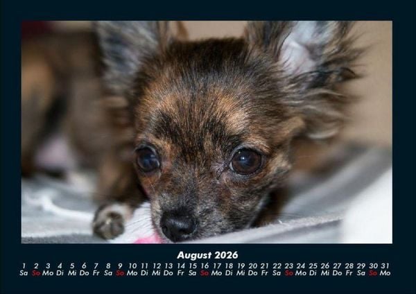 Produktbild: Hunde 2026 Fotokalender DIN A4