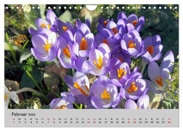 Produktbild: Blumen &uuml;berall, zur Freude Menschen (Wandkalender 2026 DIN A4 quer), CALVENDO Monatskalender